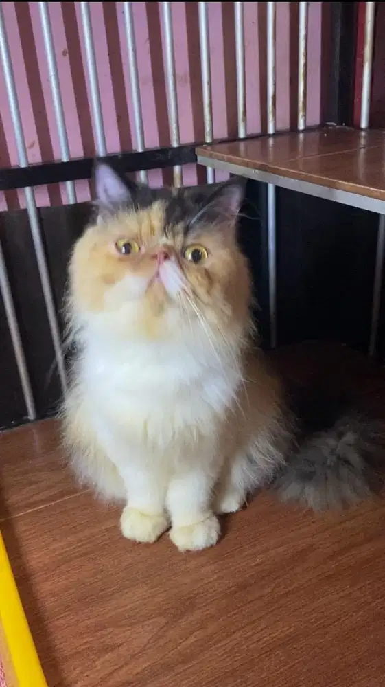 LA peaknose Betina, usia 1,5 thn