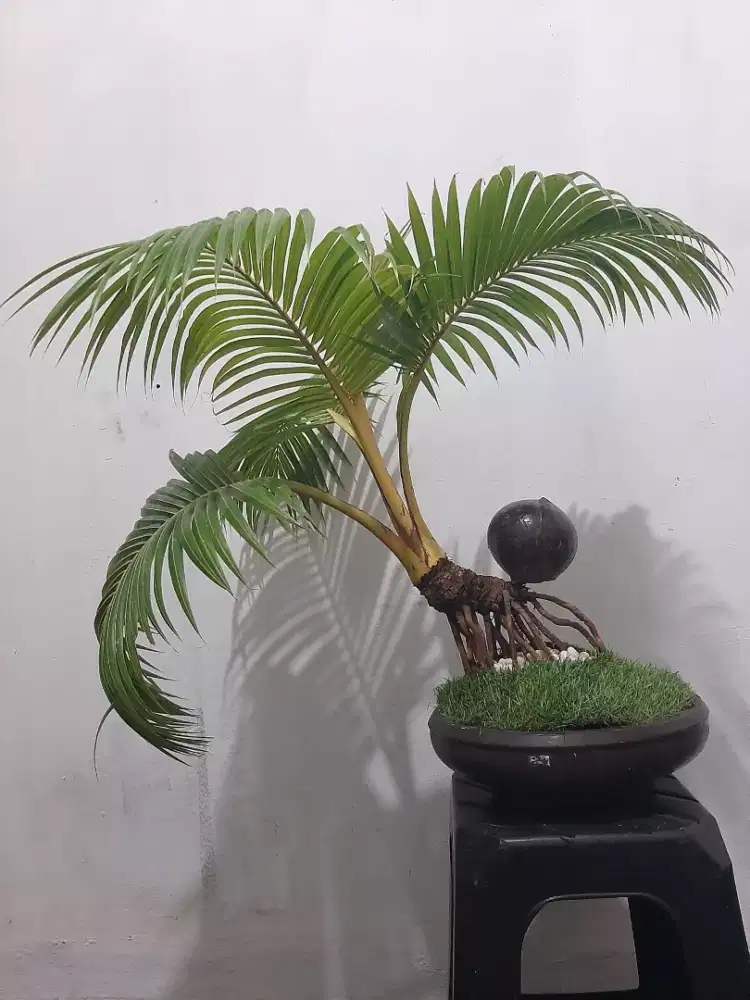 Bonsai Kelapa Gading Babon