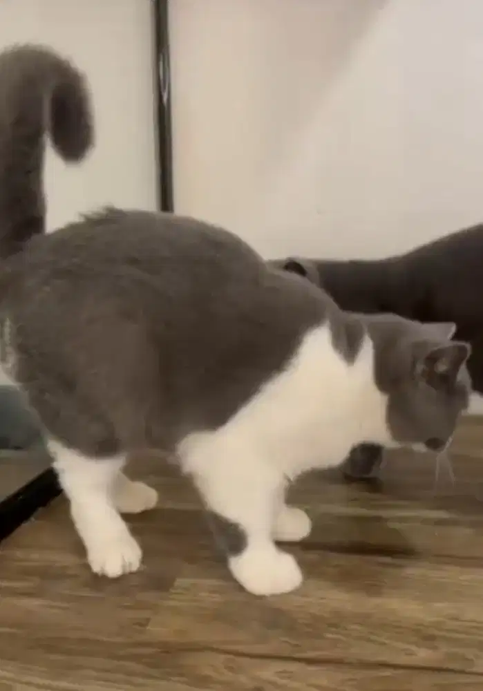 BSH Bicolor Blue Male Line Import