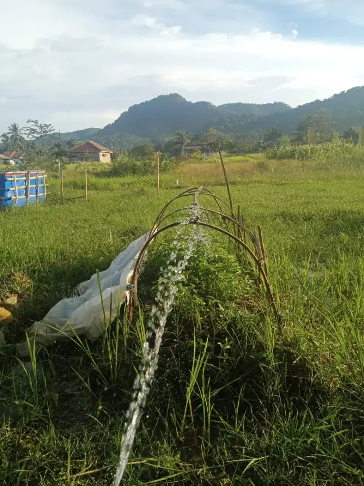 Tenaga pria, pengalaman tanam cabe min 3 tahun