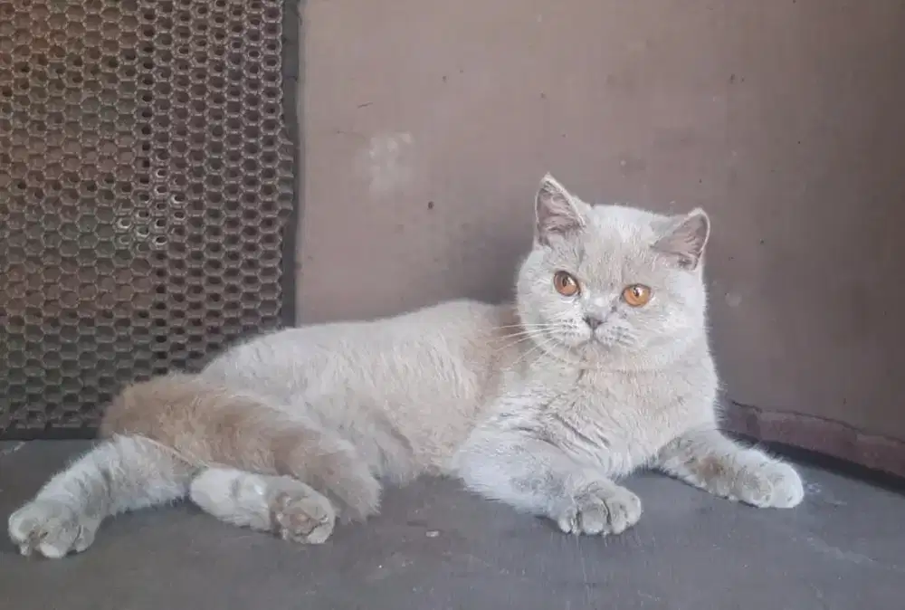 BSH BRITISH SHORTHAIR SF SCOTTISH FOLD MUNCHKIN RAGDOLL EXO PEAKNOSE