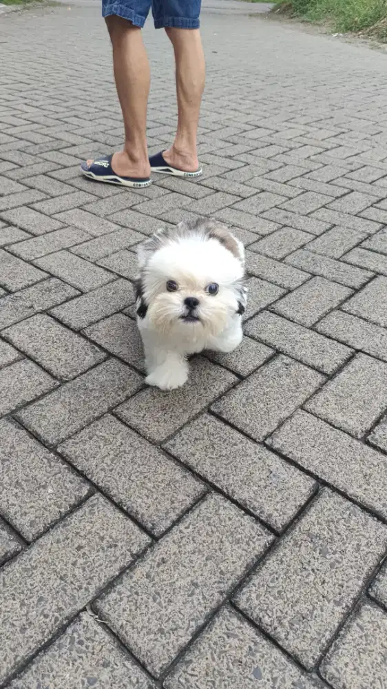 Mini Shihtzu Jantan Bloodline Import
