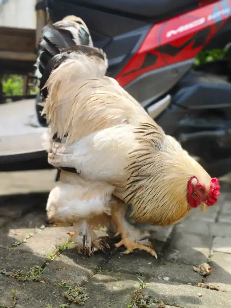 Brahma Light Colombia