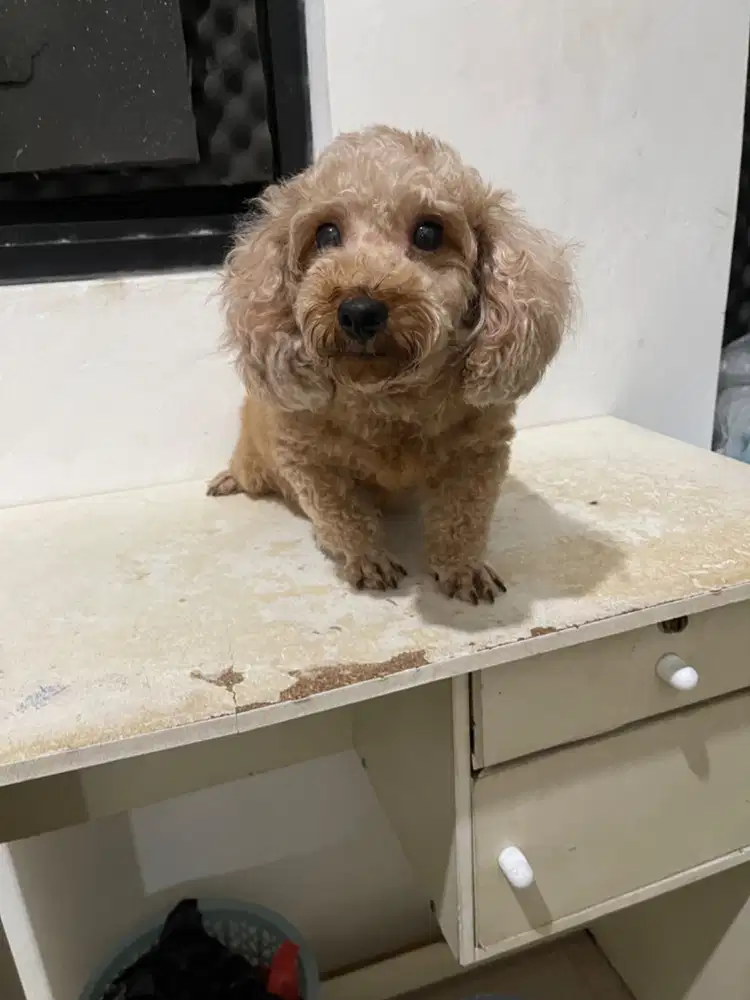 Dijual poodle tiny aprikot betina dewasa