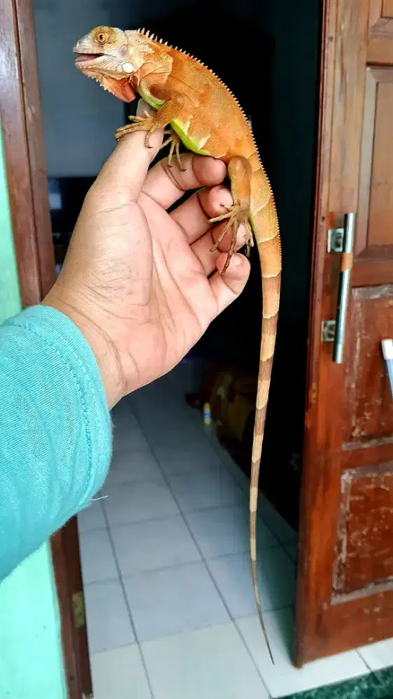 Iguana super red juve