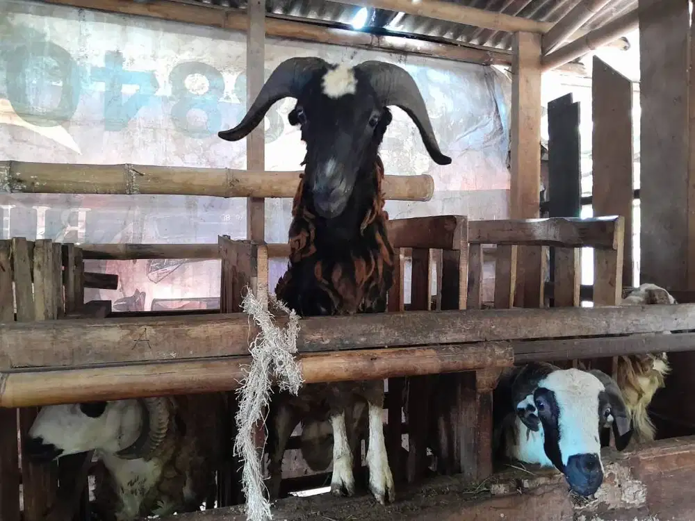 Jual Kambing dan Domba Kurban / Harga Terjangkau