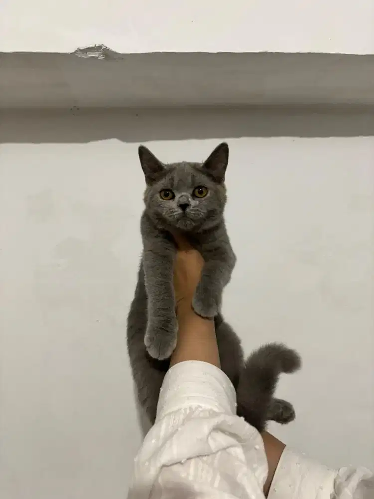 Lepas Adopsi Anak Kucing British Short Hair (BSH) Induk Ped x Non Ped