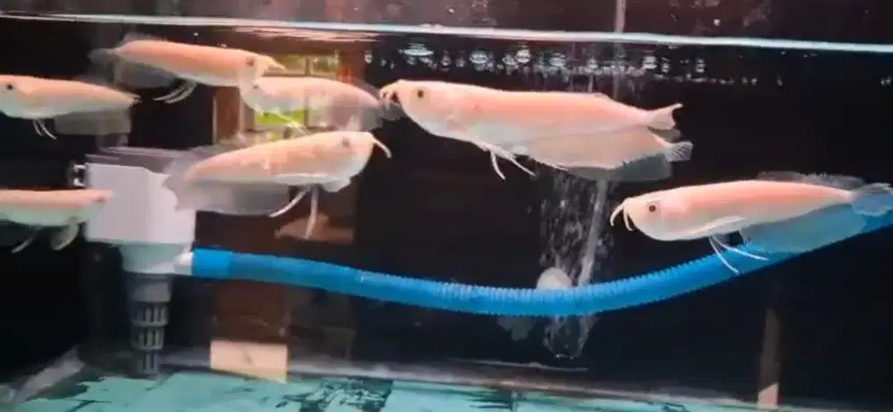 Arowana silver albino