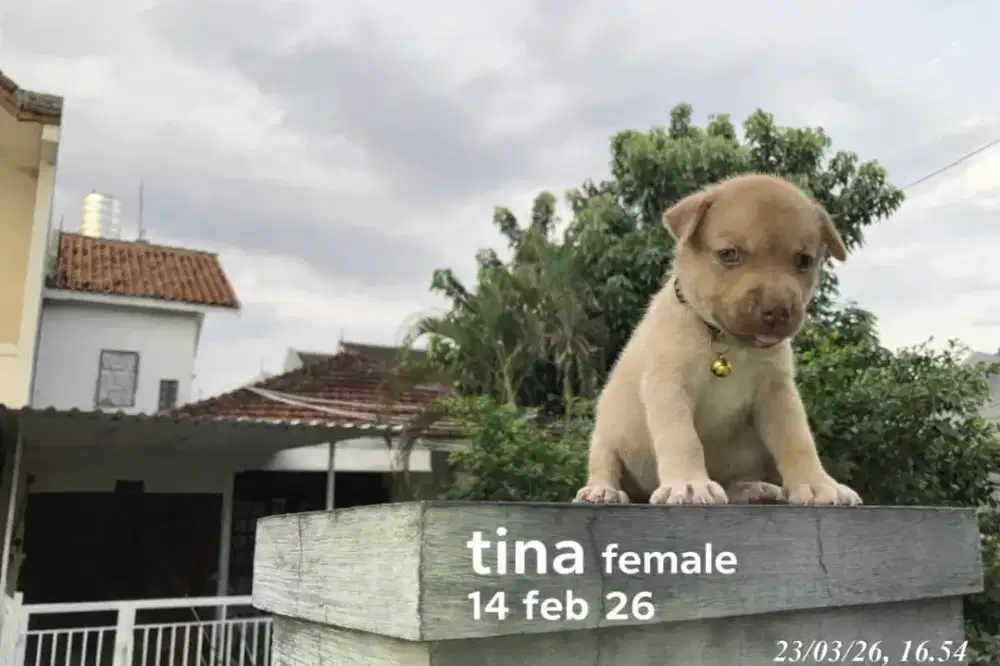 Puppies umur 2 bulan mix pitbull husky