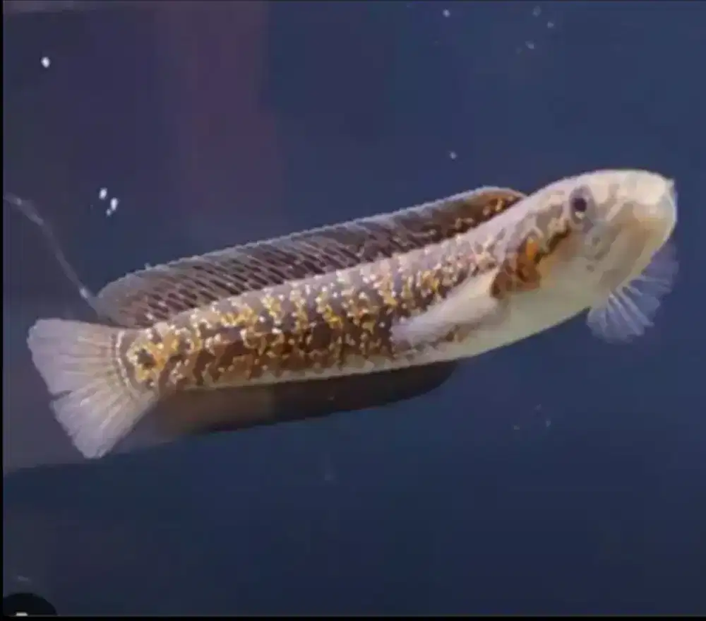 Channa asiatika kalimaya 1 ekor