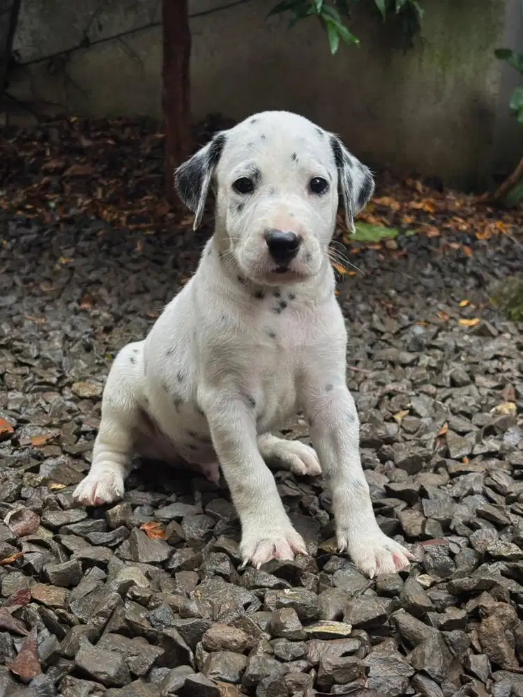 Dalmatian Puppies