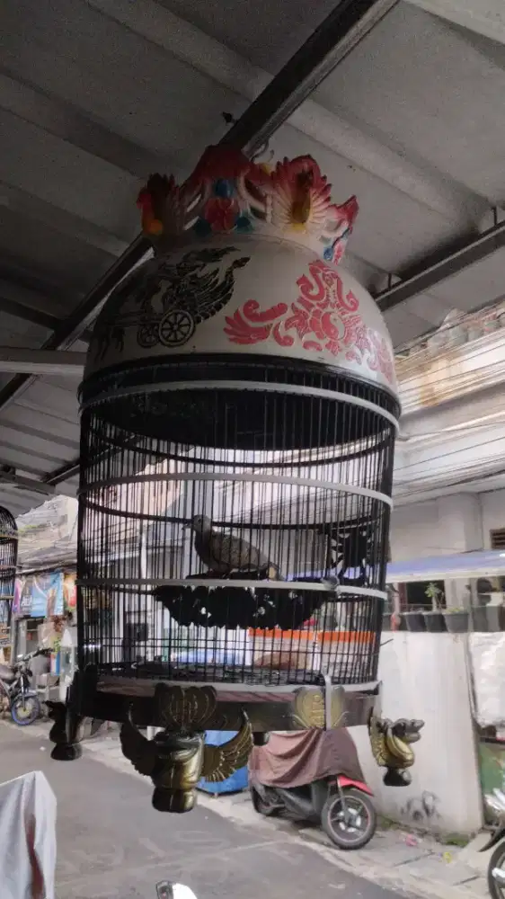 Perkutut muda bangkok