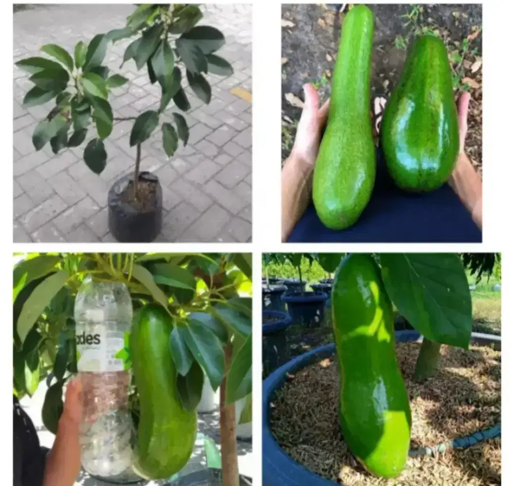 Bibit buah alpukat Kelud asli