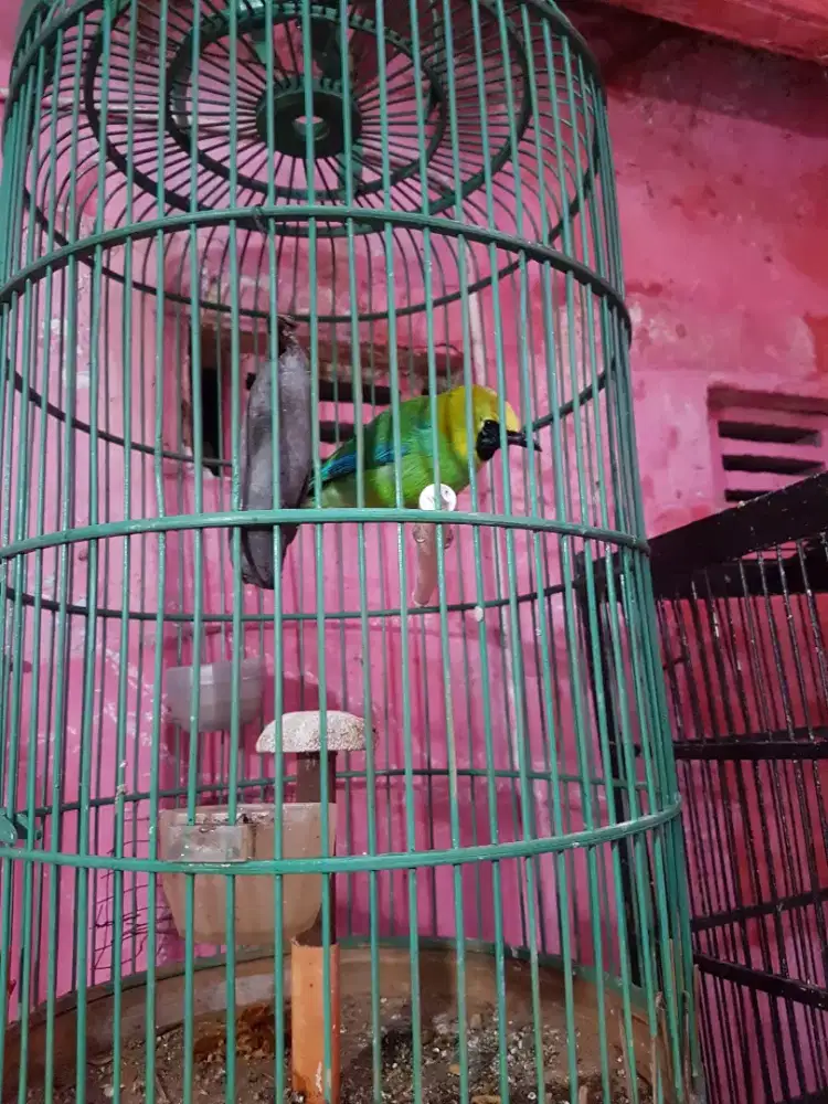 Ijm mini mulus no mines