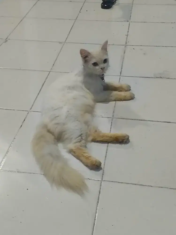 Kandang Kucing Persia Betina White Solid