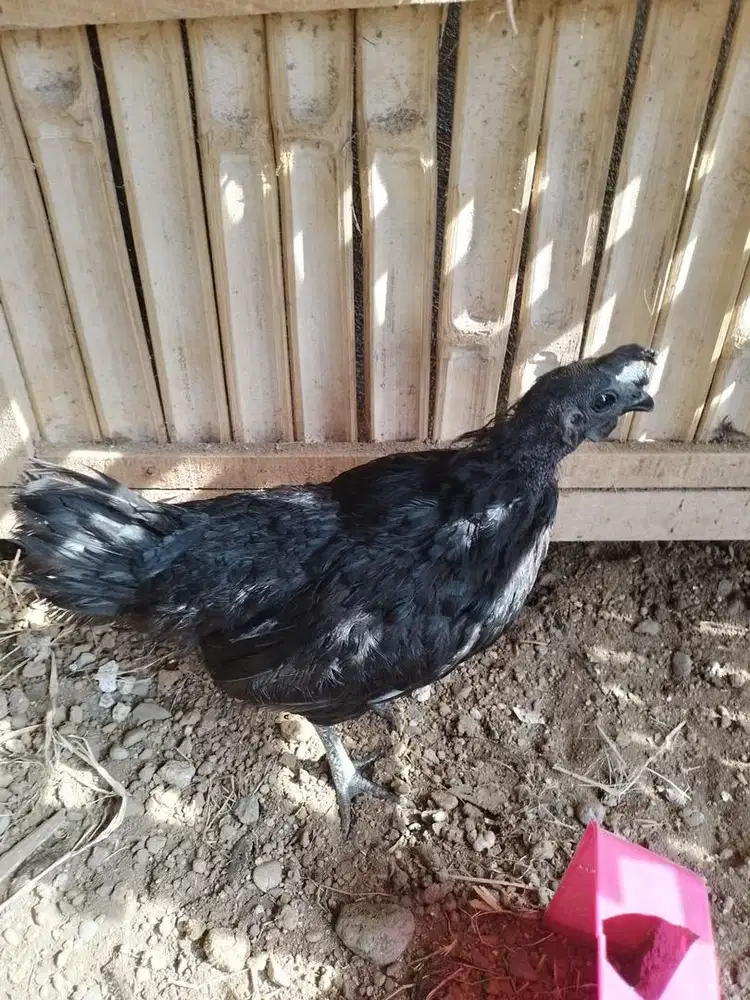 Sepasang cemani asli