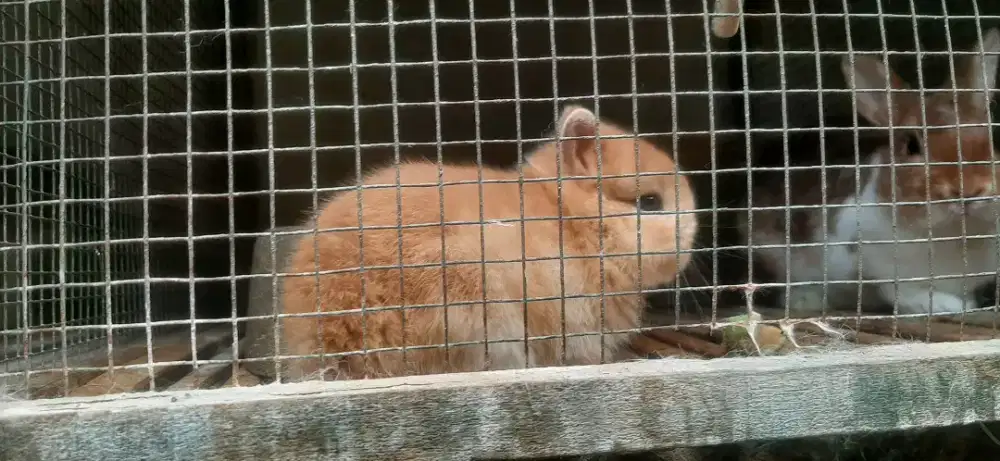 Kelinci netheeland bagus untk anak kecil