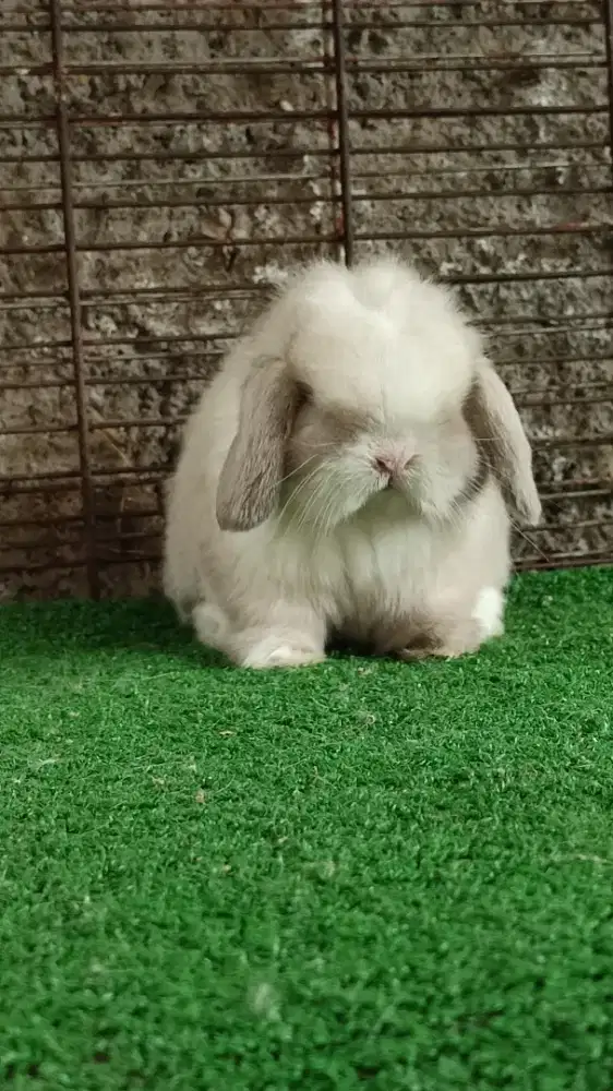 Kelinci HL anakan bagus bnget