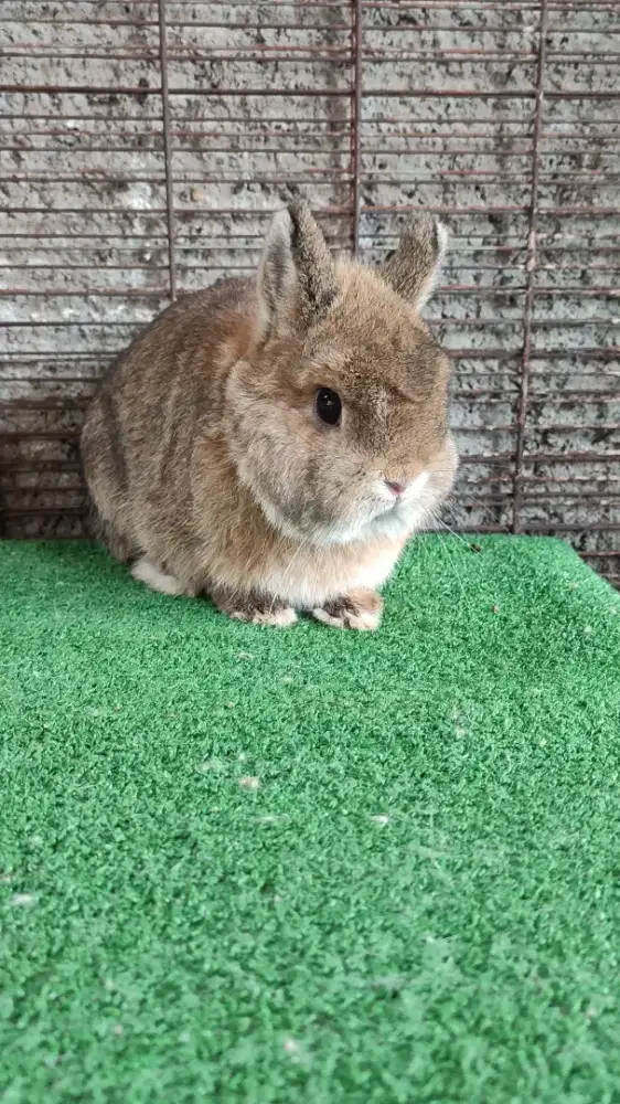 Kelinci ajib super berkualitas