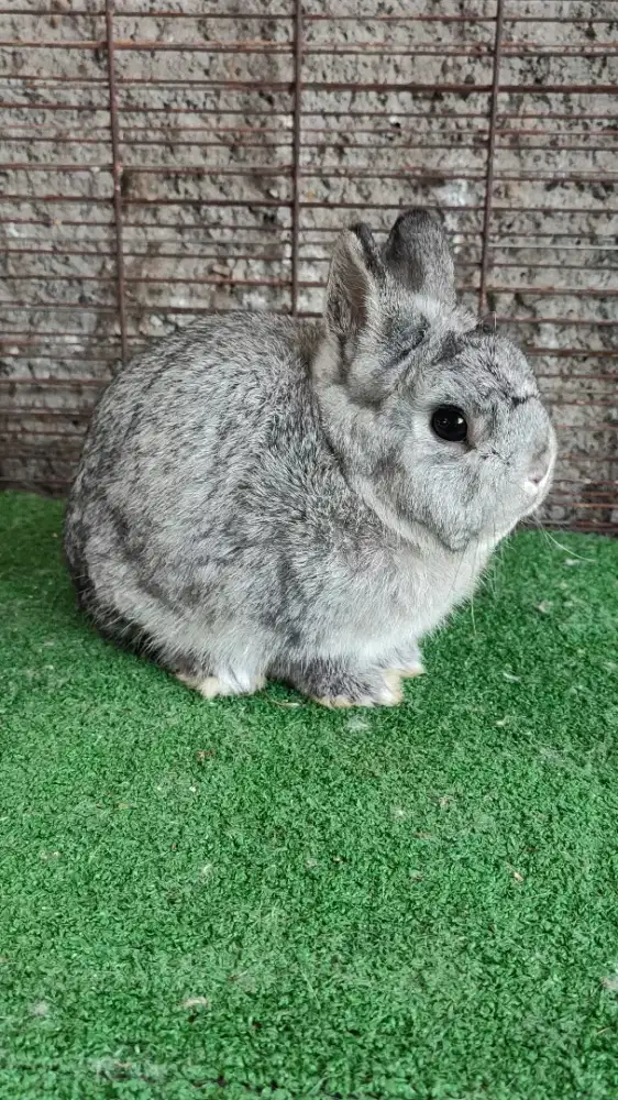 Kelinci dgn warna terbaik