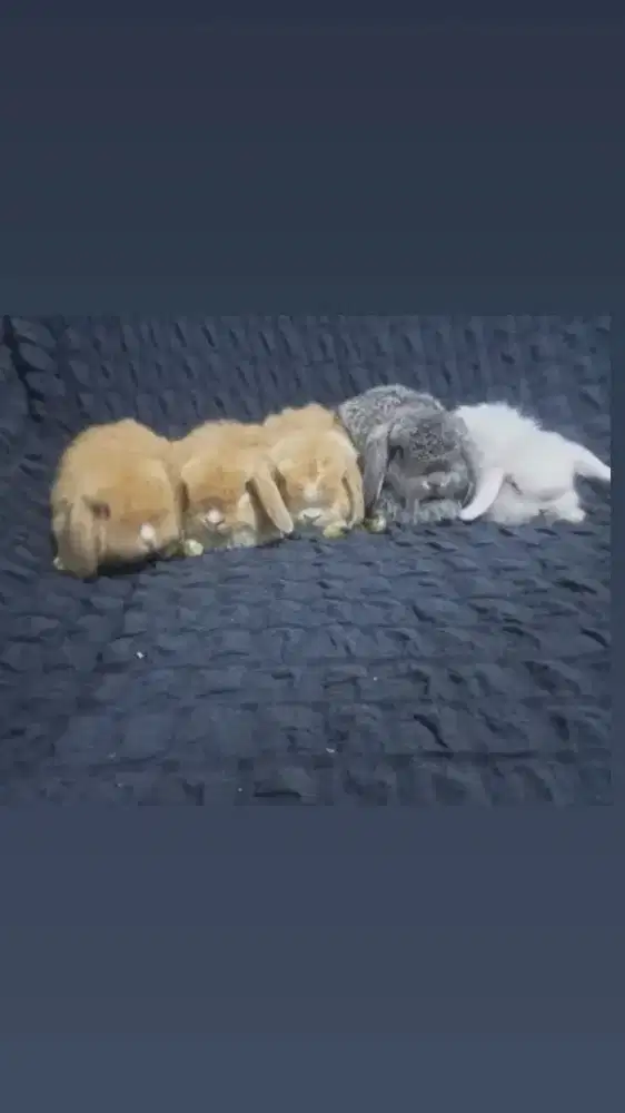 Kelinci boronga  atau satuan oke berkualitas