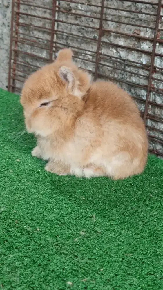 Kelinci nd super anakan