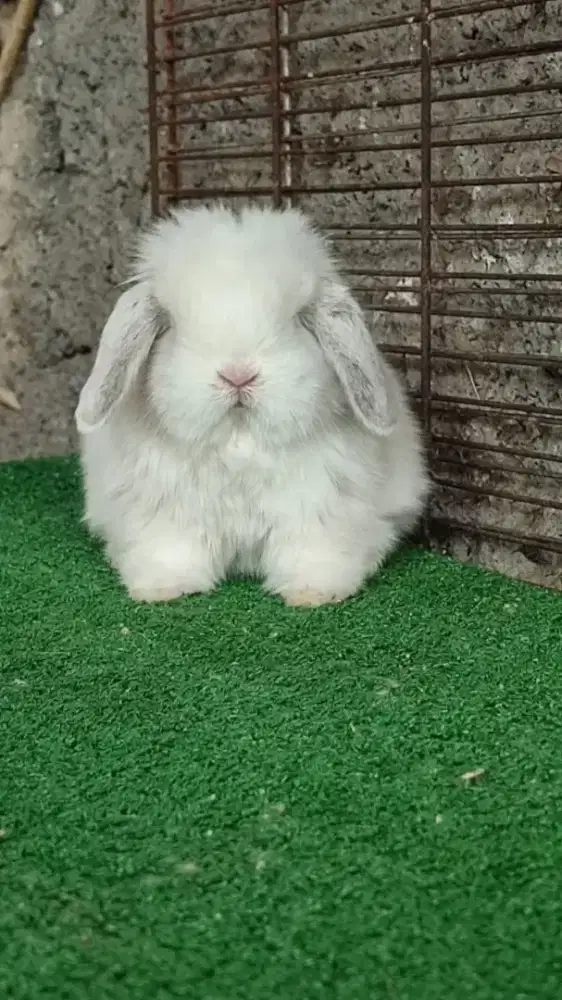 Kelinci bisa request warnà dsni ajib2