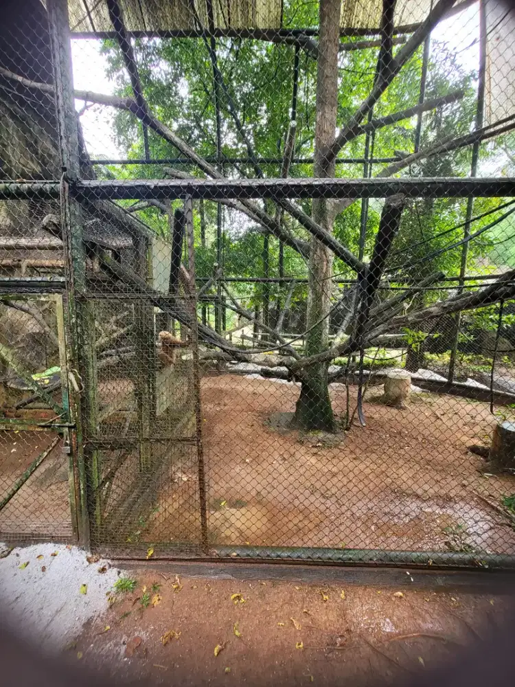 Dicari pengasuh untuk 1 minggu