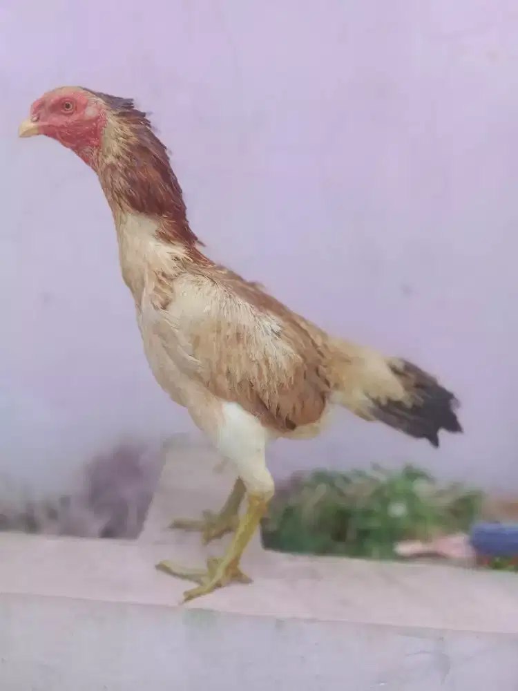 Betina aseel ORI dari Pakistan siap Nelor jos penjualan terpercaya