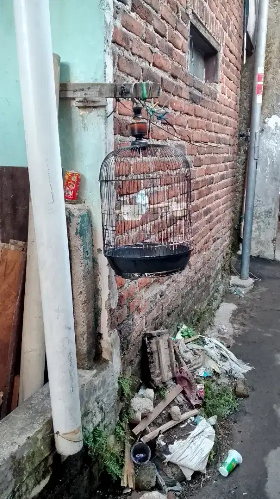 Burung Lovebird Paud Gembling