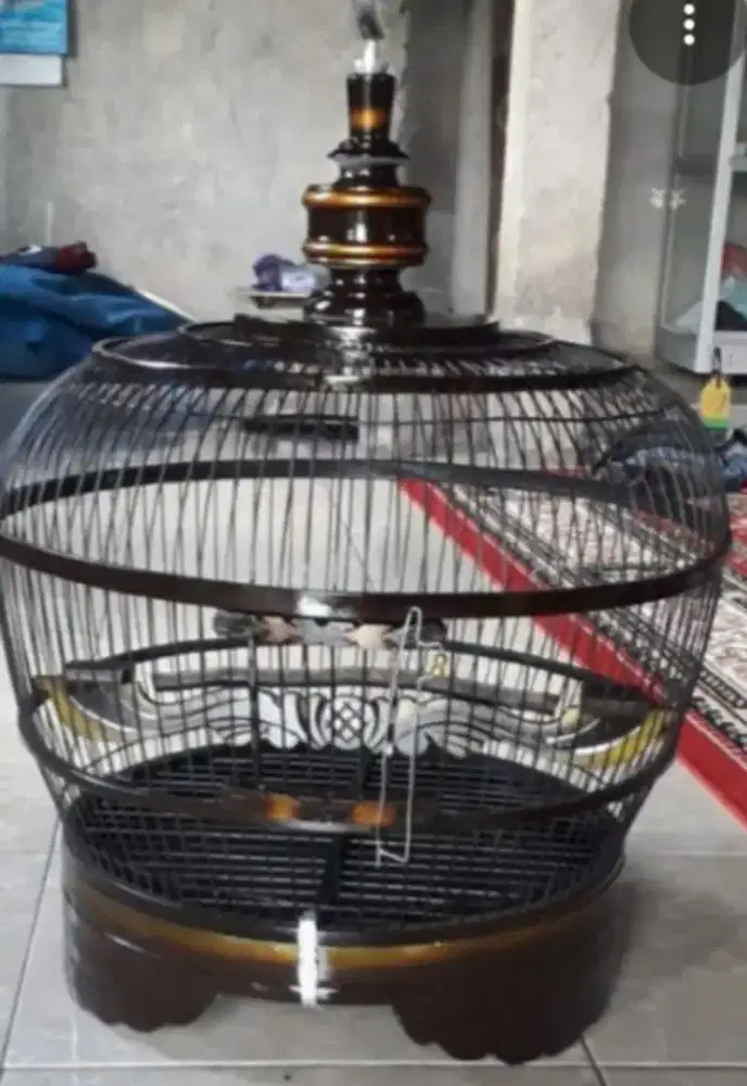 Di cari sangkar derkuku bekas