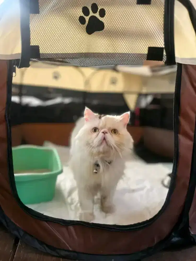 Jasa Pacak Kucing Persia Peaknose