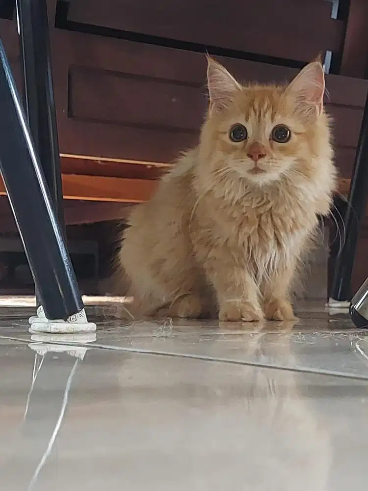 1 Kitten (anak kucing) Available for Adopt