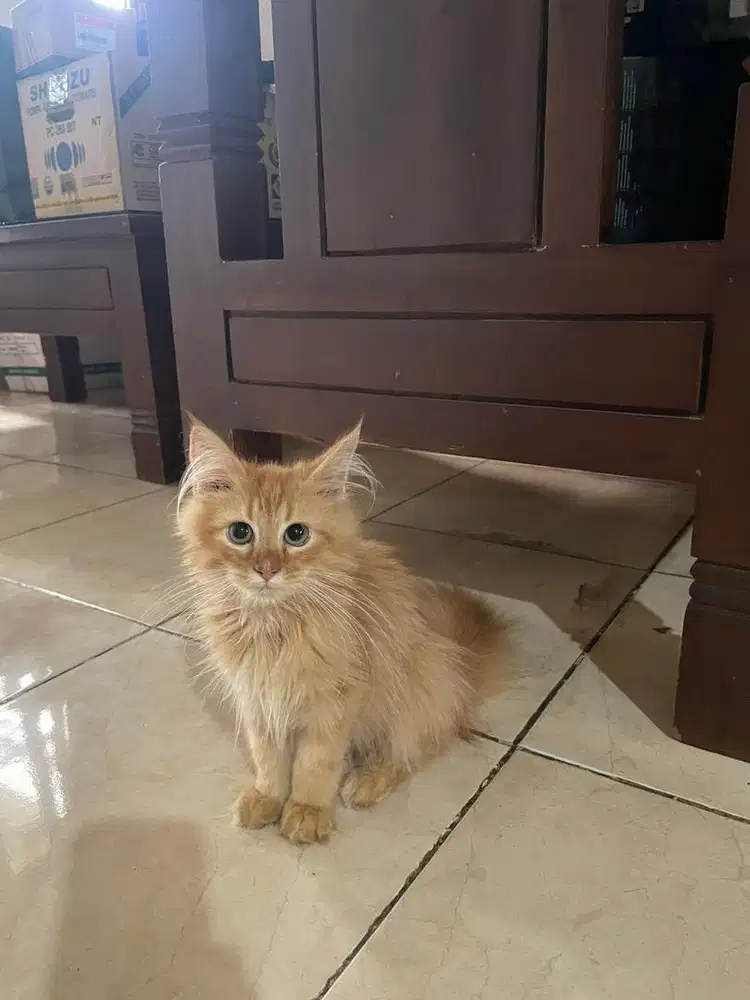 4 Kitten (anak kucing) Available for Adopt