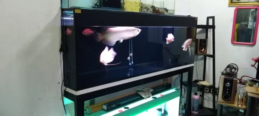 Aquarium bekas tinggal colok