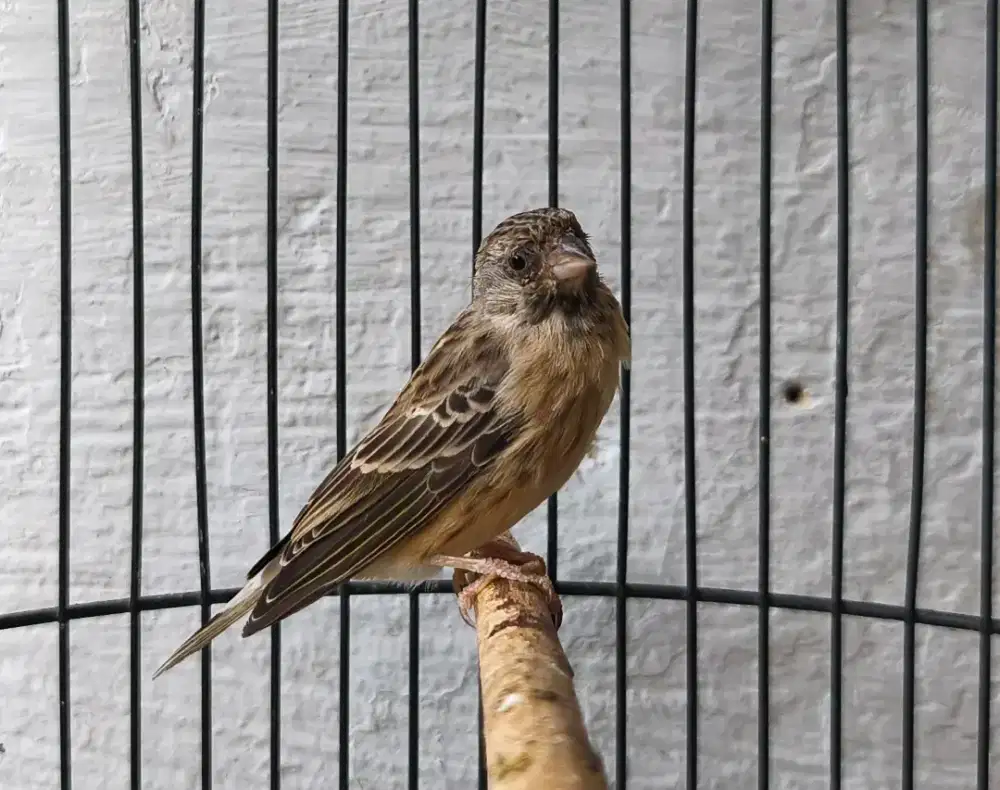 Blackthroat Betina siapan