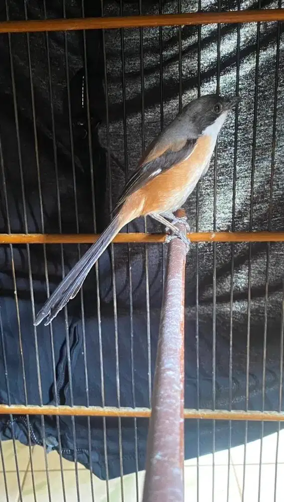 pentet jatim sembur rajin bunyi