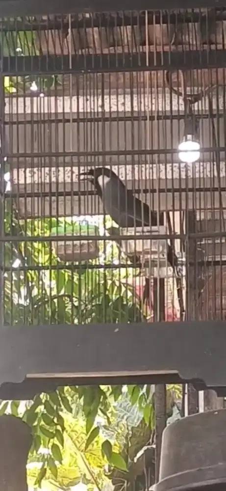 Poksay hongkong gacor suara kenceng tembus ke gang sebelaj