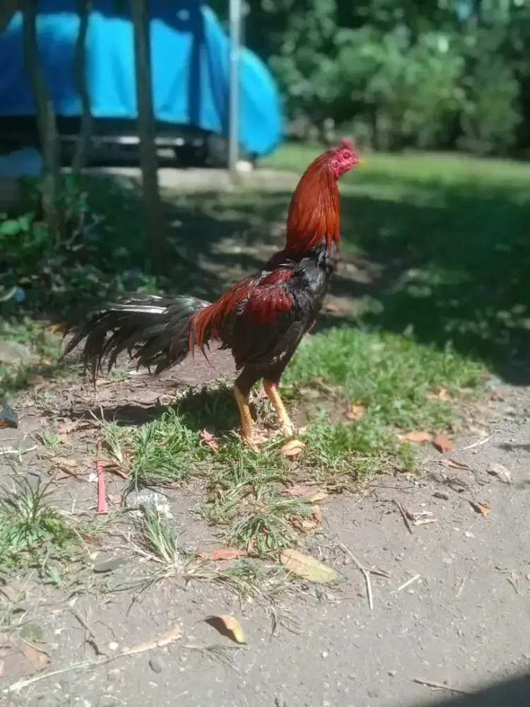 Ayam shamo jepang x ekor lidi ada pukul ko vidio ada win 2 x murah