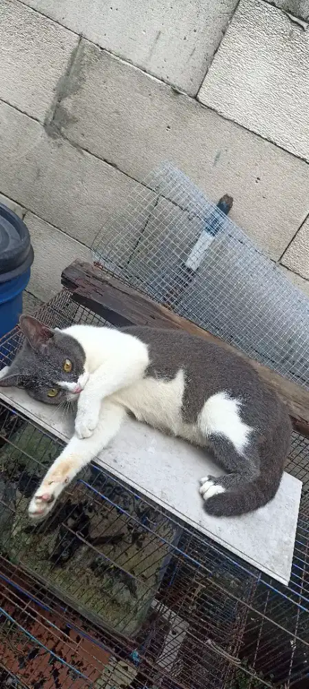 Kucing mix BSH betina deltasari waru
