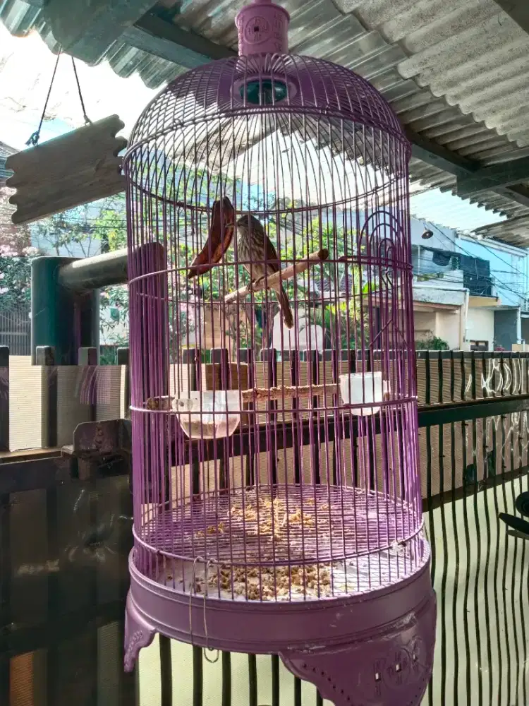 Jual burung cucak bayam gacor