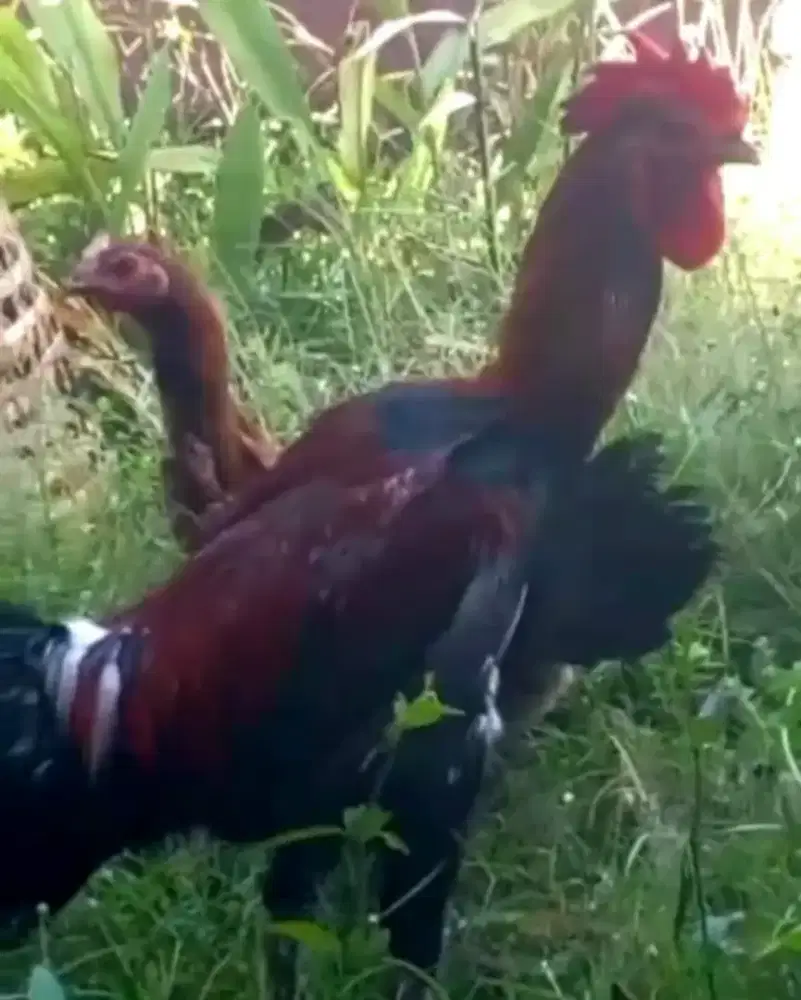 Ayam pelung sepasang trah juara.