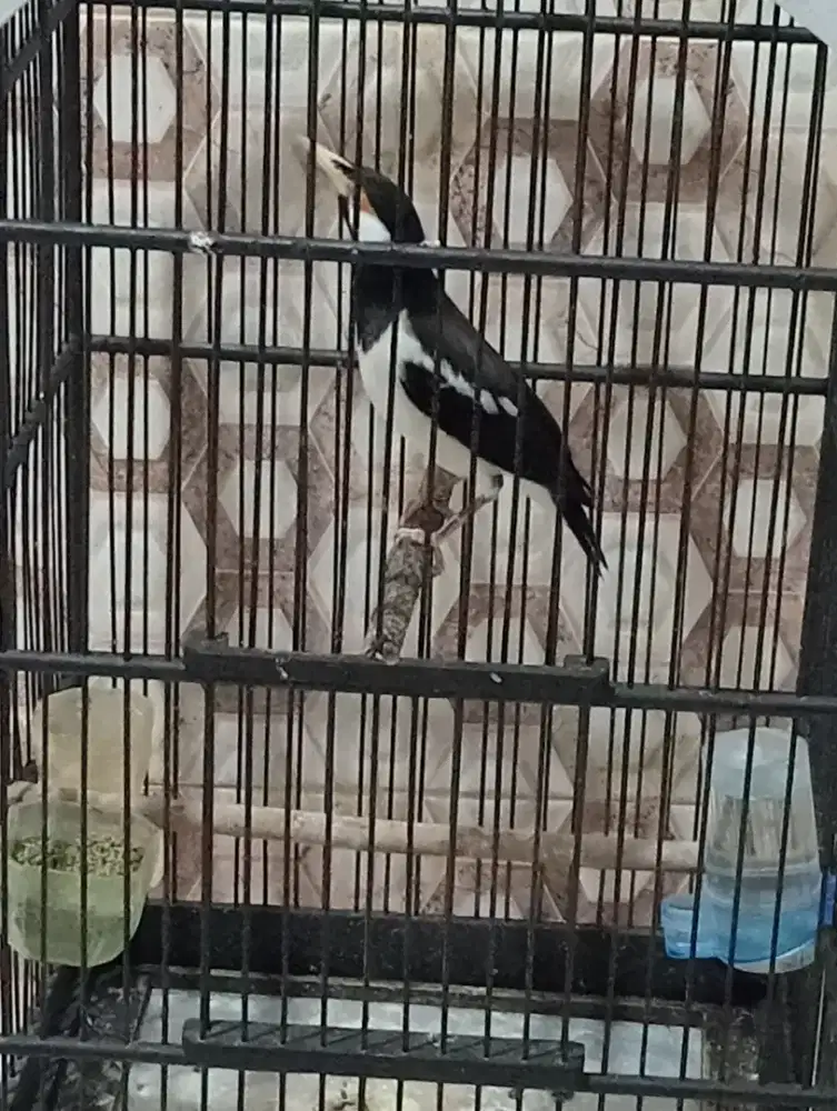 Jalak suren jantan muda body big