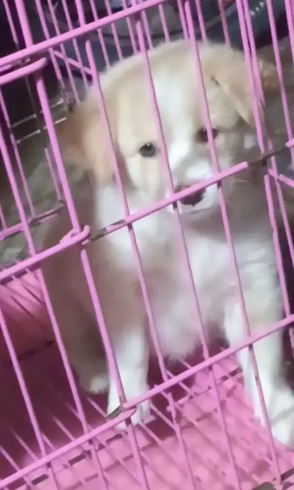 anjing puppy mix golden kintamani