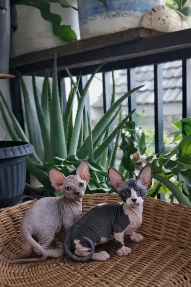 Kitten bambino jantan dan betina