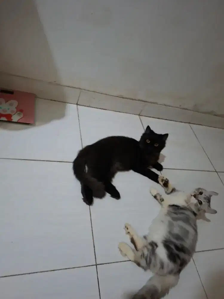 Kucing persia dan muchkin kinkalow
