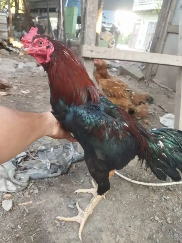 Jual ayam pakoy induk bangkok