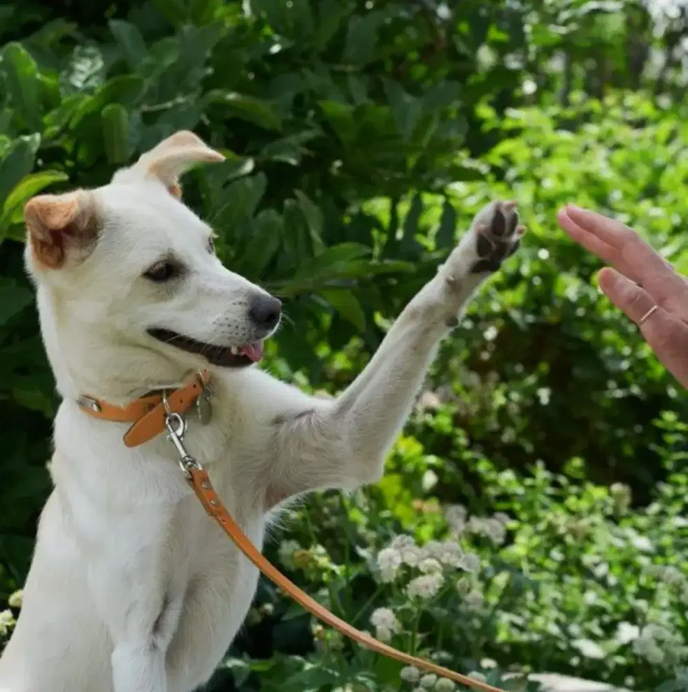 PAWANG / PELATIH ANJING, DOG TRAINER, DOG COMMUNICATOR