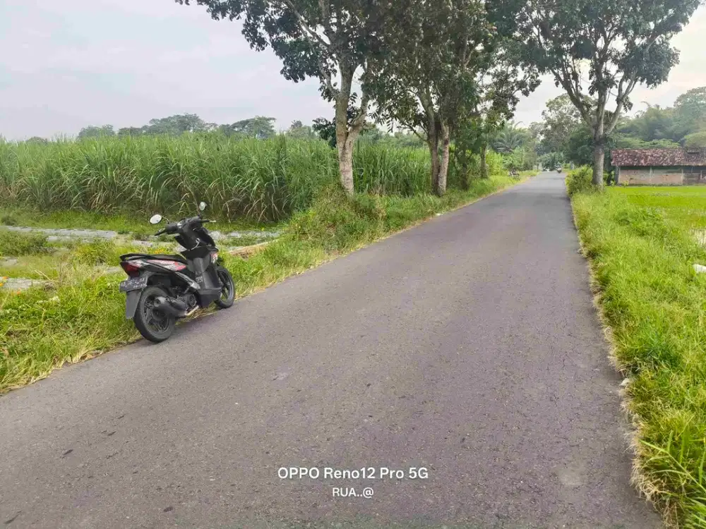 sawah Seyegan Sleman