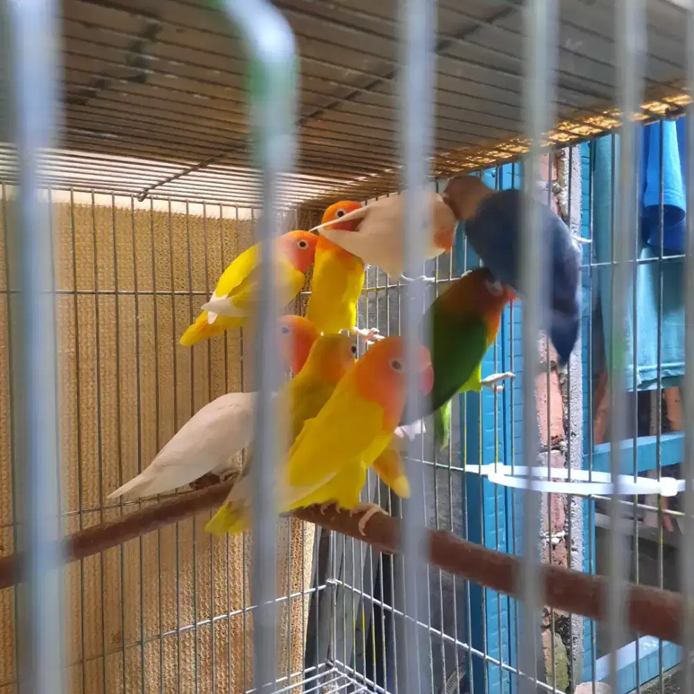 Lovebird paudnya silahkan dipilih